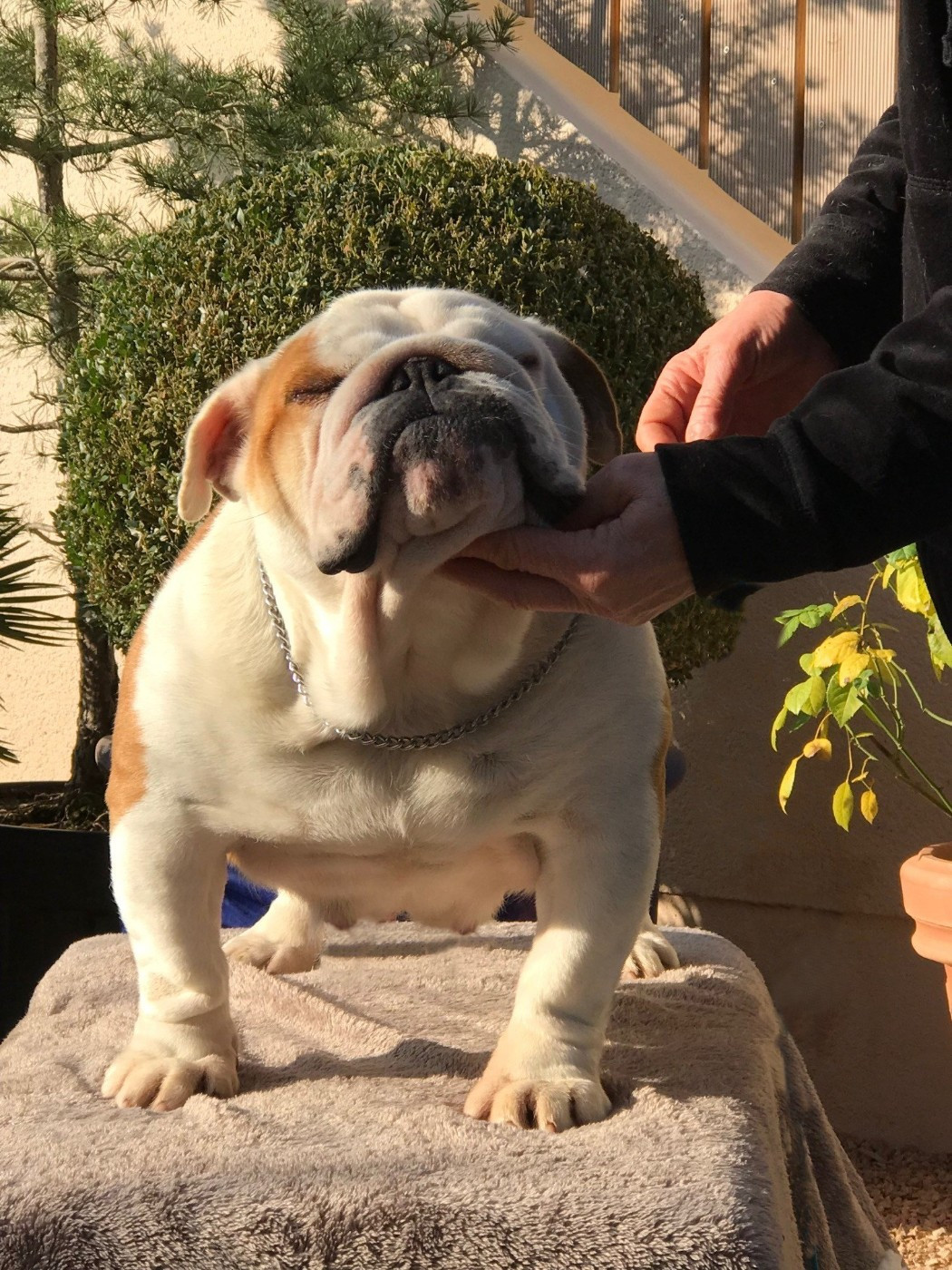 Sally's rose De planchevienne