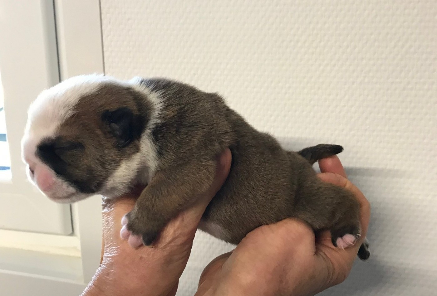 De planchevienne - Chiots disponibles - Bulldog Anglais