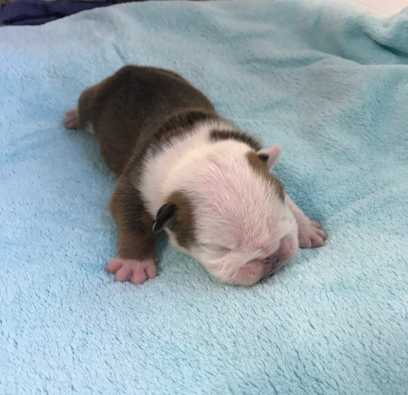 De planchevienne - Chiots disponibles - Bulldog Anglais