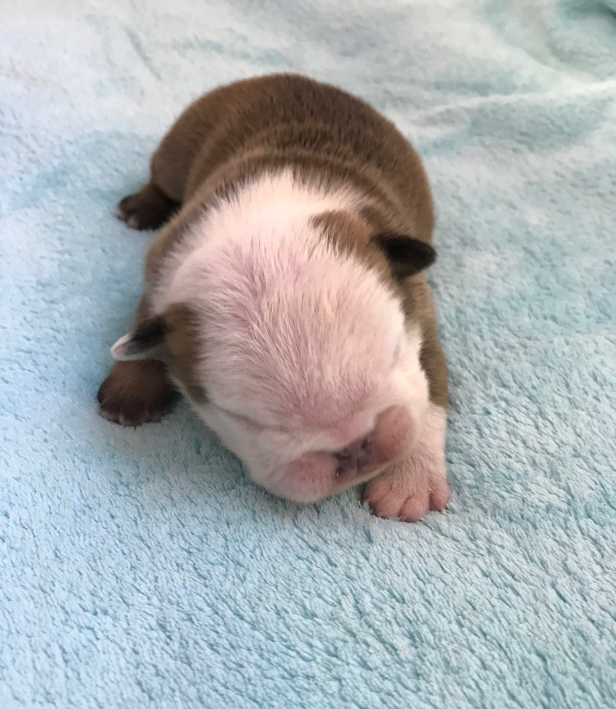 De planchevienne - Chiots disponibles - Bulldog Anglais