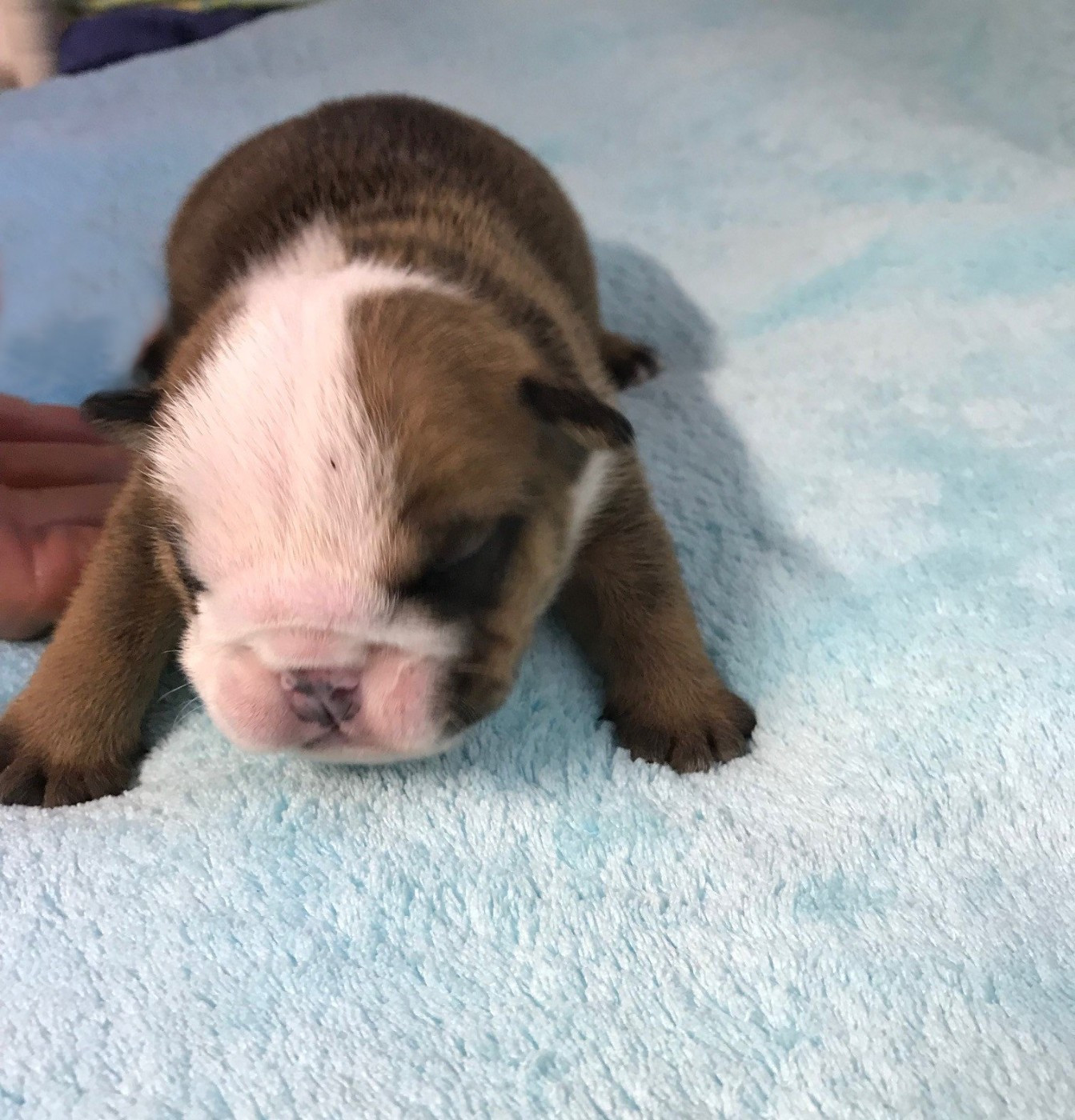 De planchevienne - Chiots disponibles - Bulldog Anglais