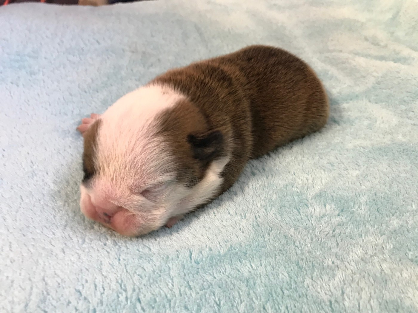 De planchevienne - Chiots disponibles - Bulldog Anglais