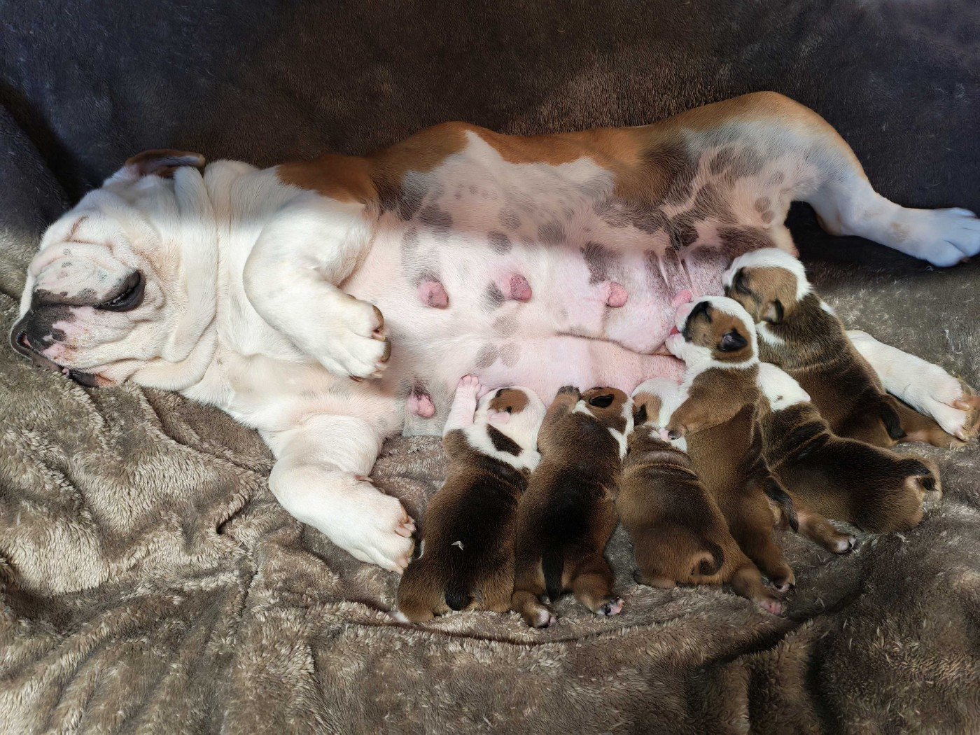 Chiot Bulldog Anglais De planchevienne