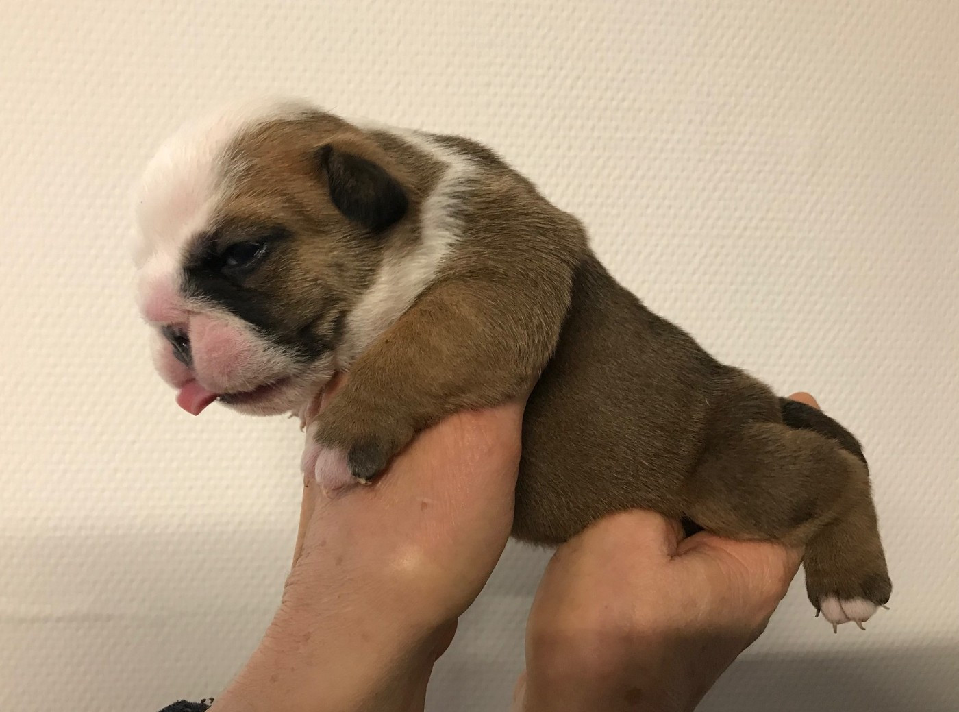 De planchevienne - Chiots disponibles - Bulldog Anglais