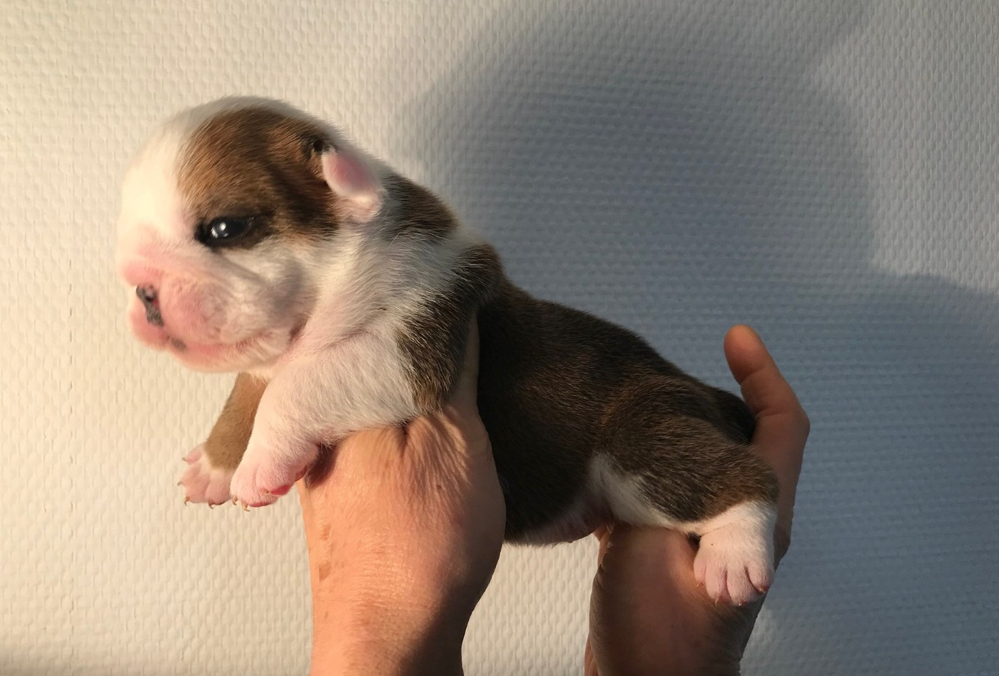 De planchevienne - Chiots disponibles - Bulldog Anglais