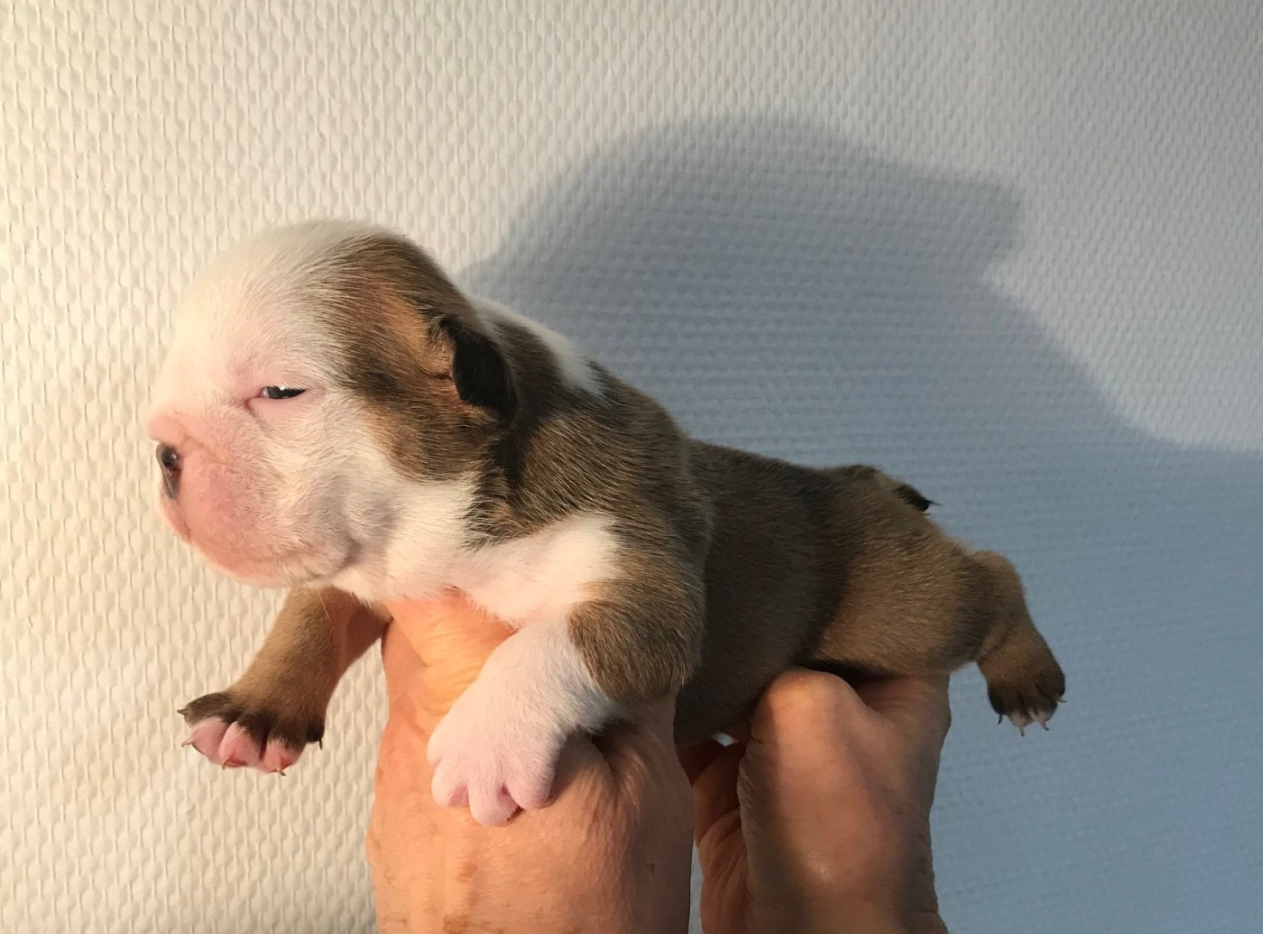 De planchevienne - Chiots disponibles - Bulldog Anglais
