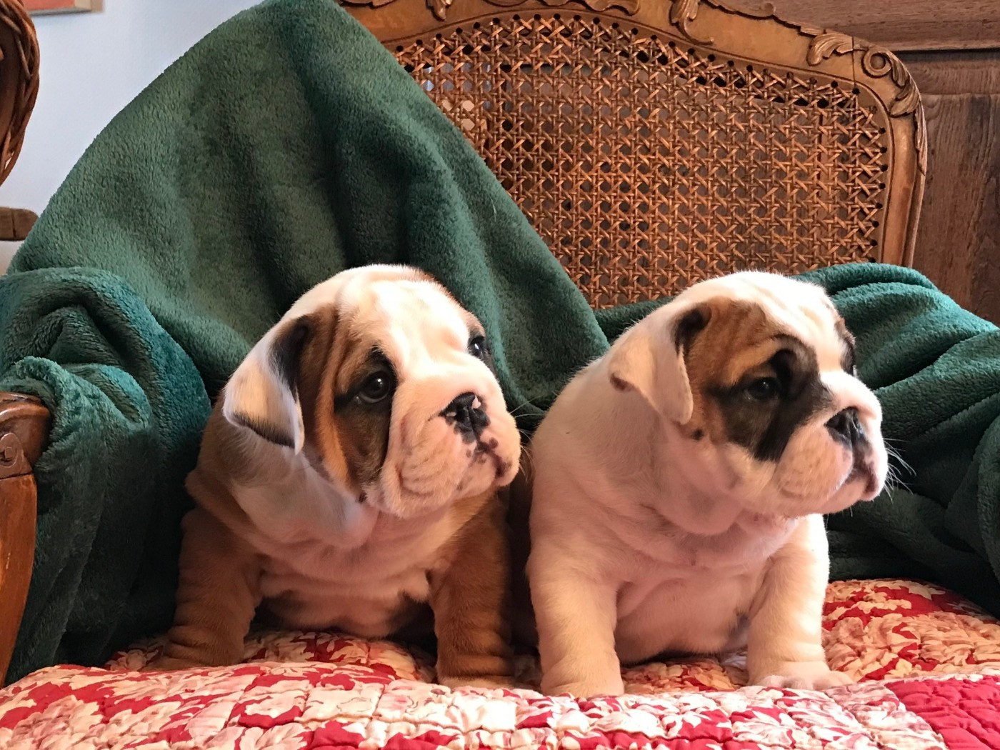 De planchevienne - Bulldog Anglais - Portée née le 29/10/2021