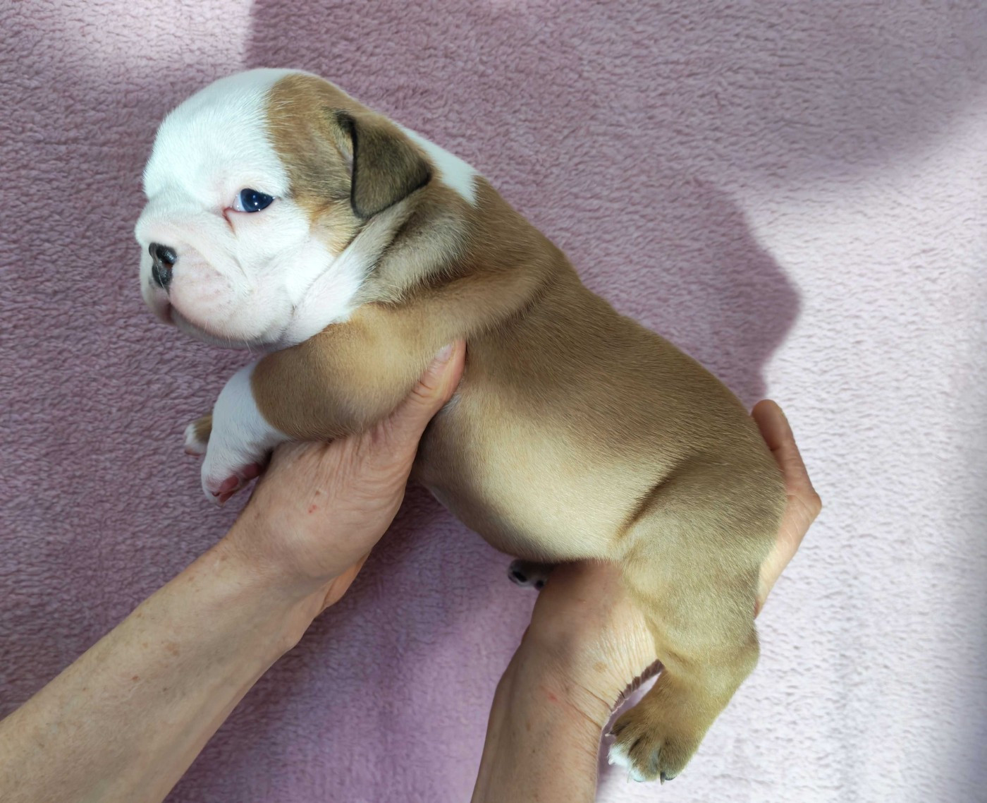 De planchevienne - Chiots disponibles - Bulldog Anglais