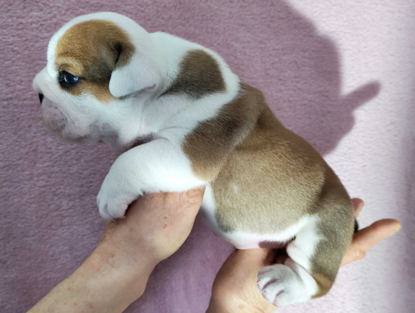 De planchevienne - Chiots disponibles - Bulldog Anglais