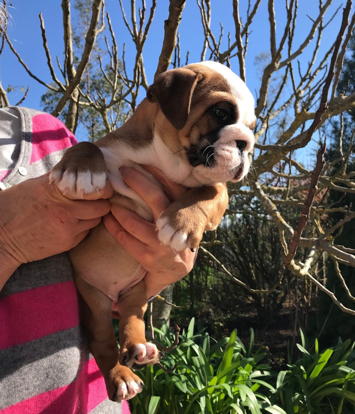 De planchevienne - Chiots disponibles - Bulldog Anglais