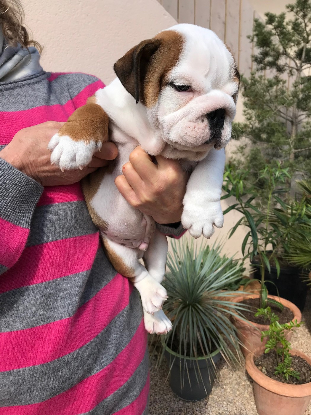 De planchevienne - Chiots disponibles - Bulldog Anglais