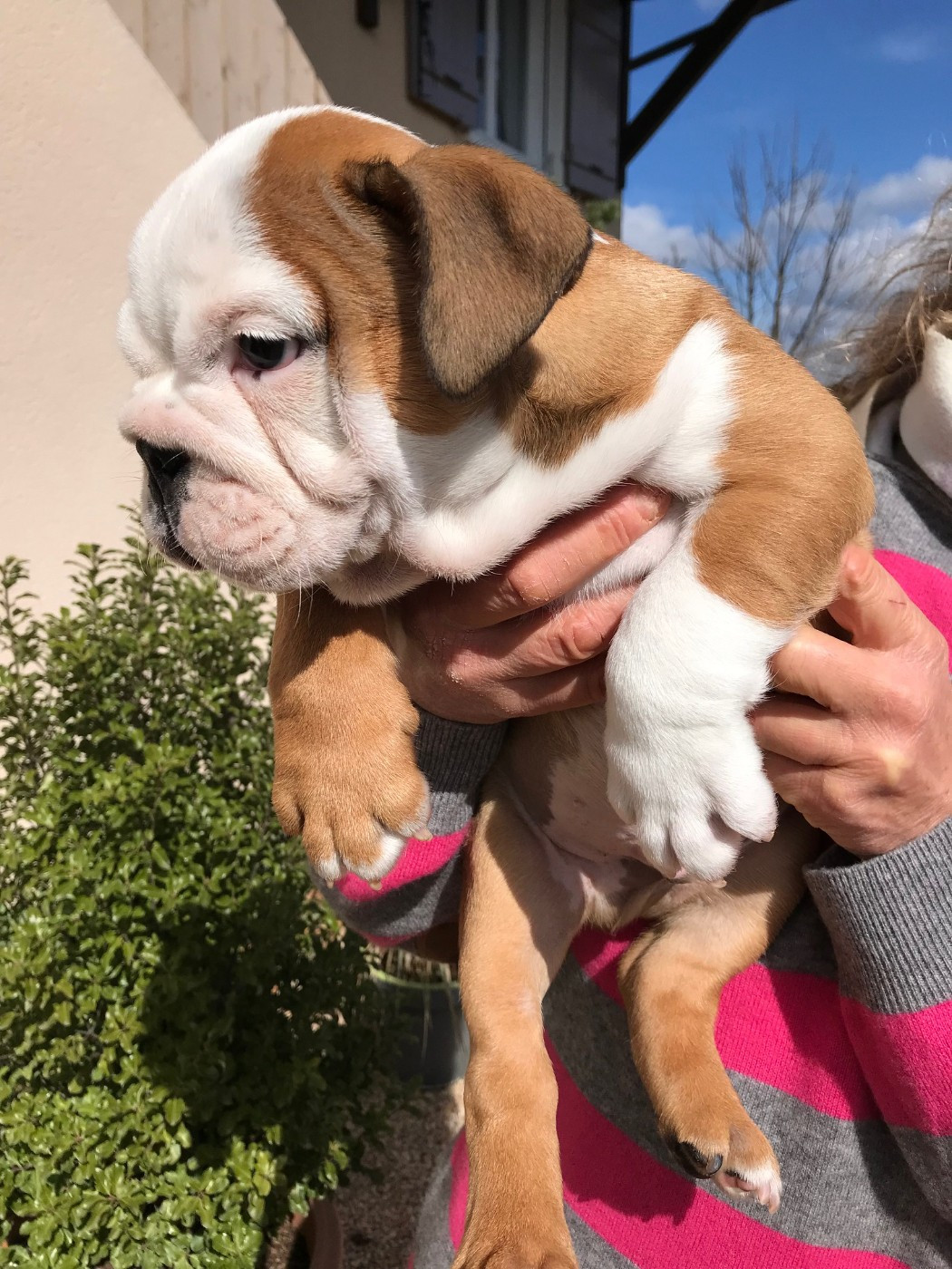 De planchevienne - Chiots disponibles - Bulldog Anglais