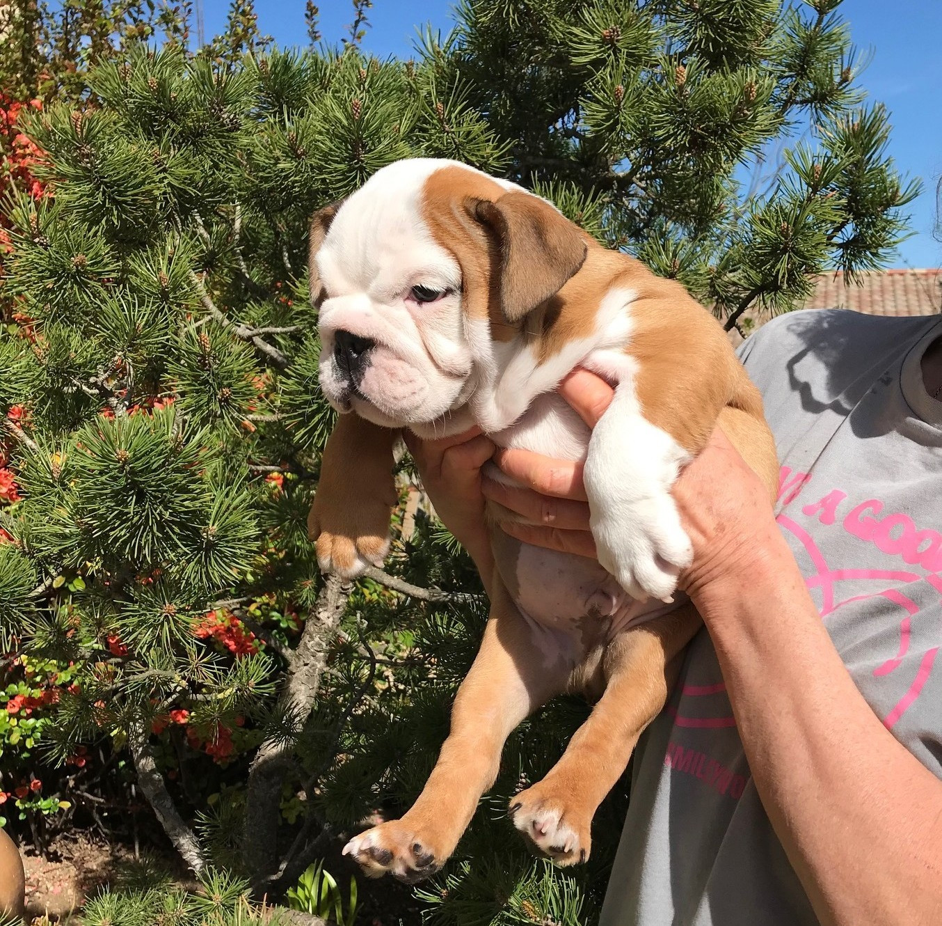 De planchevienne - Chiots disponibles - Bulldog Anglais