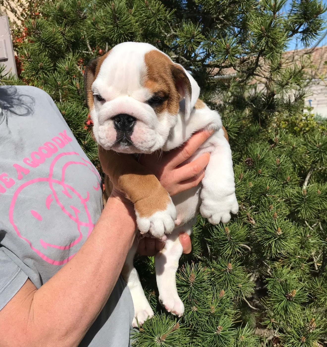 De planchevienne - Chiots disponibles - Bulldog Anglais