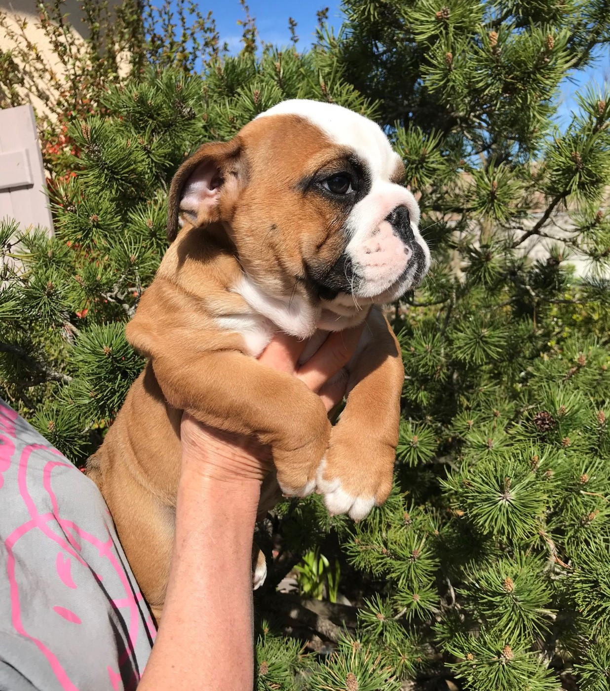 De planchevienne - Chiots disponibles - Bulldog Anglais
