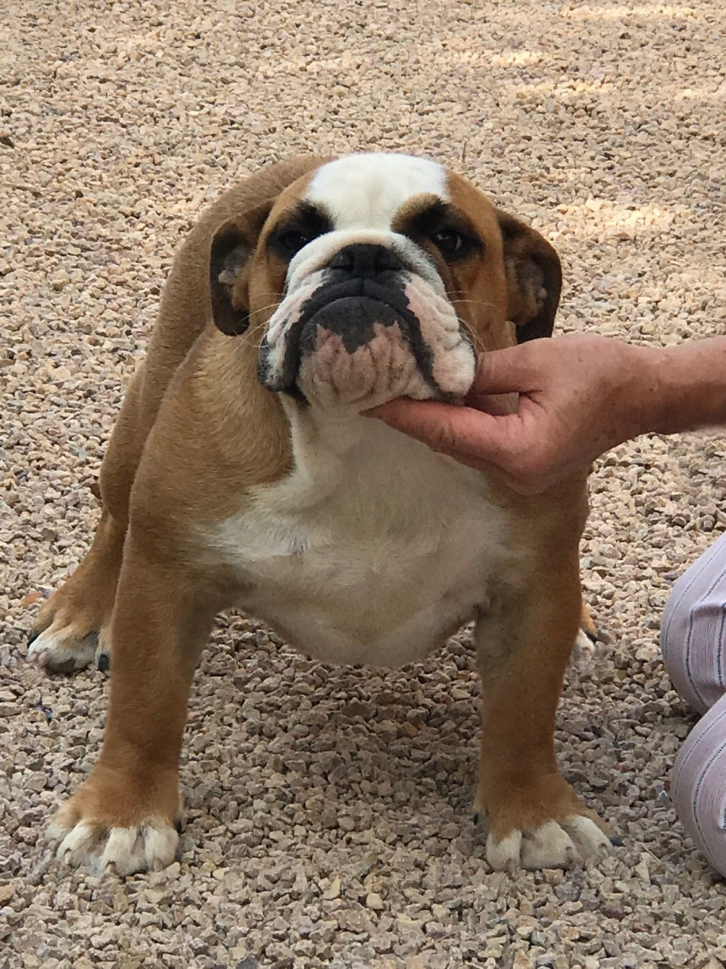 De planchevienne - Chiots disponibles - Bulldog Anglais