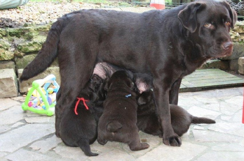 De planchevienne - Labrador Retriever - Portée née le 27/01/2012