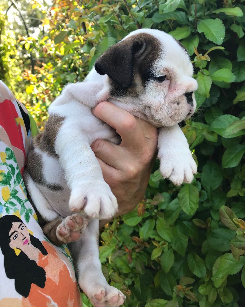 De planchevienne - Chiots disponibles - Bulldog Anglais