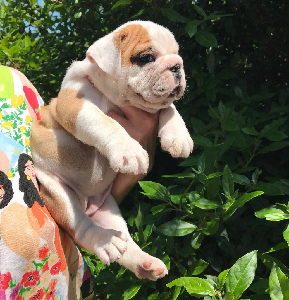 De planchevienne - Chiots disponibles - Bulldog Anglais
