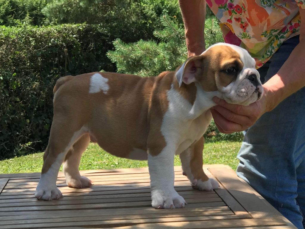 De planchevienne - Chiots disponibles - Bulldog Anglais