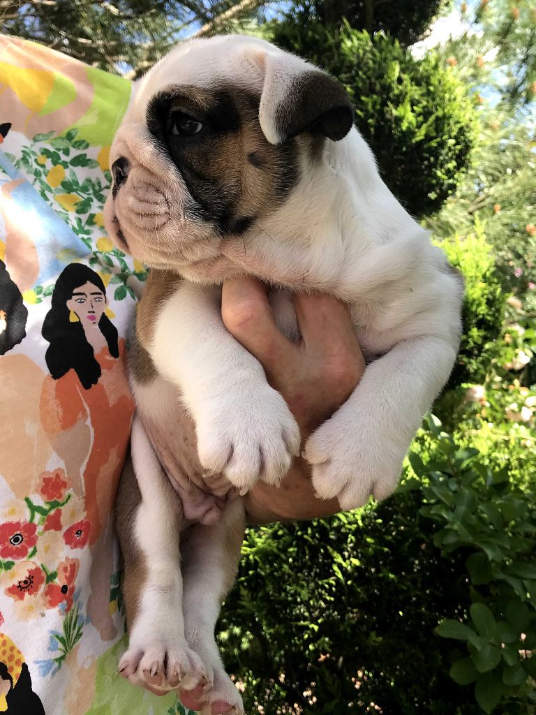 De planchevienne - Chiots disponibles - Bulldog Anglais