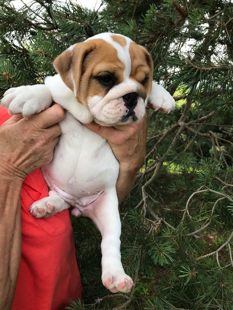 De planchevienne - Chiots disponibles - Bulldog Anglais
