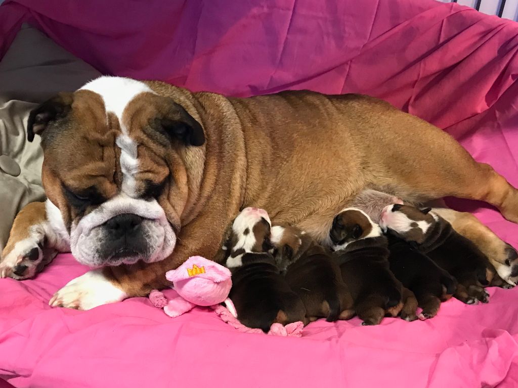 De planchevienne - Bulldog Anglais - Portée née le 27/06/2022