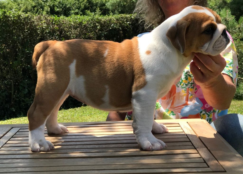 De planchevienne - Chiots disponibles - Bulldog Anglais