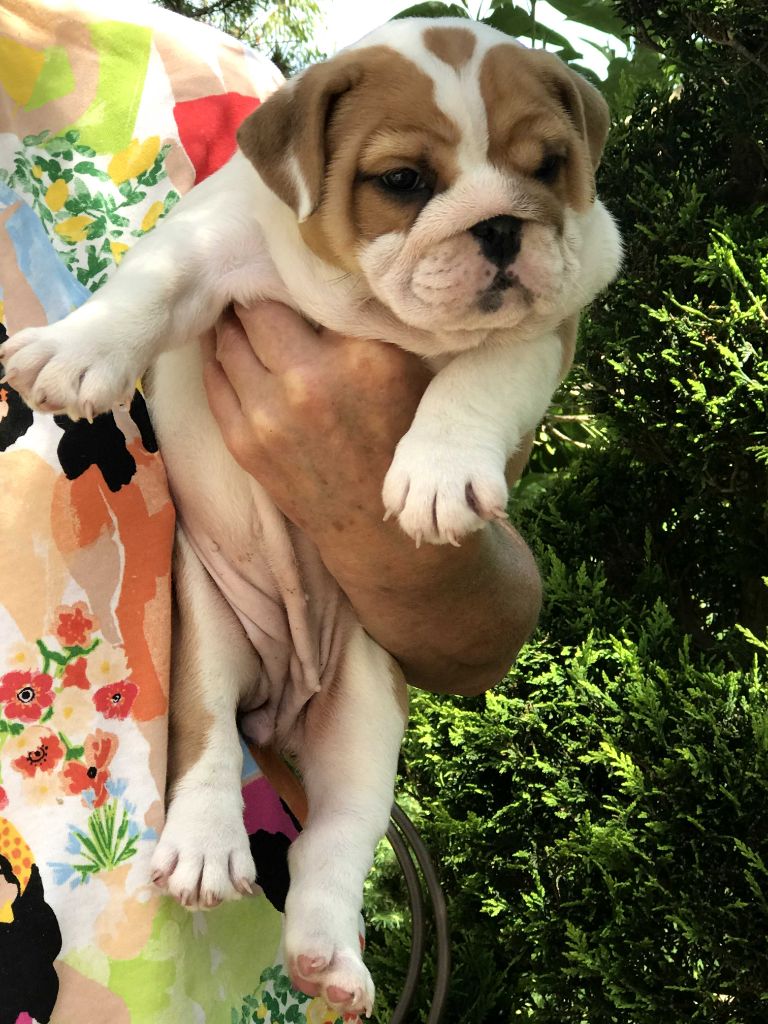 De planchevienne - Chiots disponibles - Bulldog Anglais