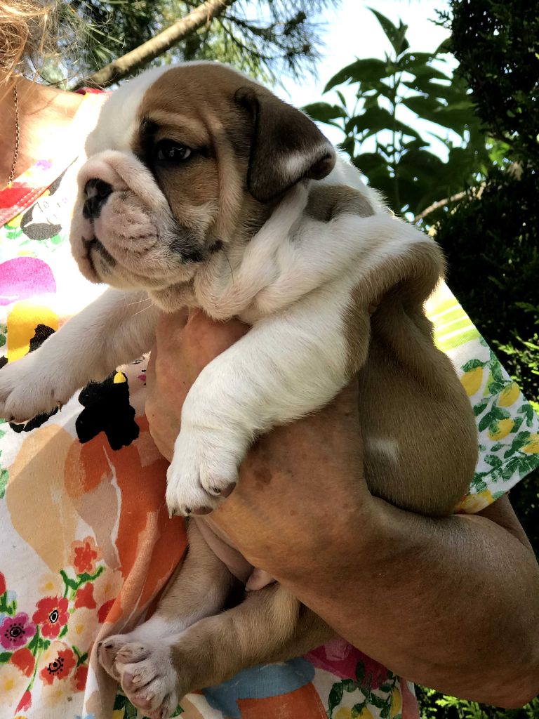 De planchevienne - Chiots disponibles - Bulldog Anglais