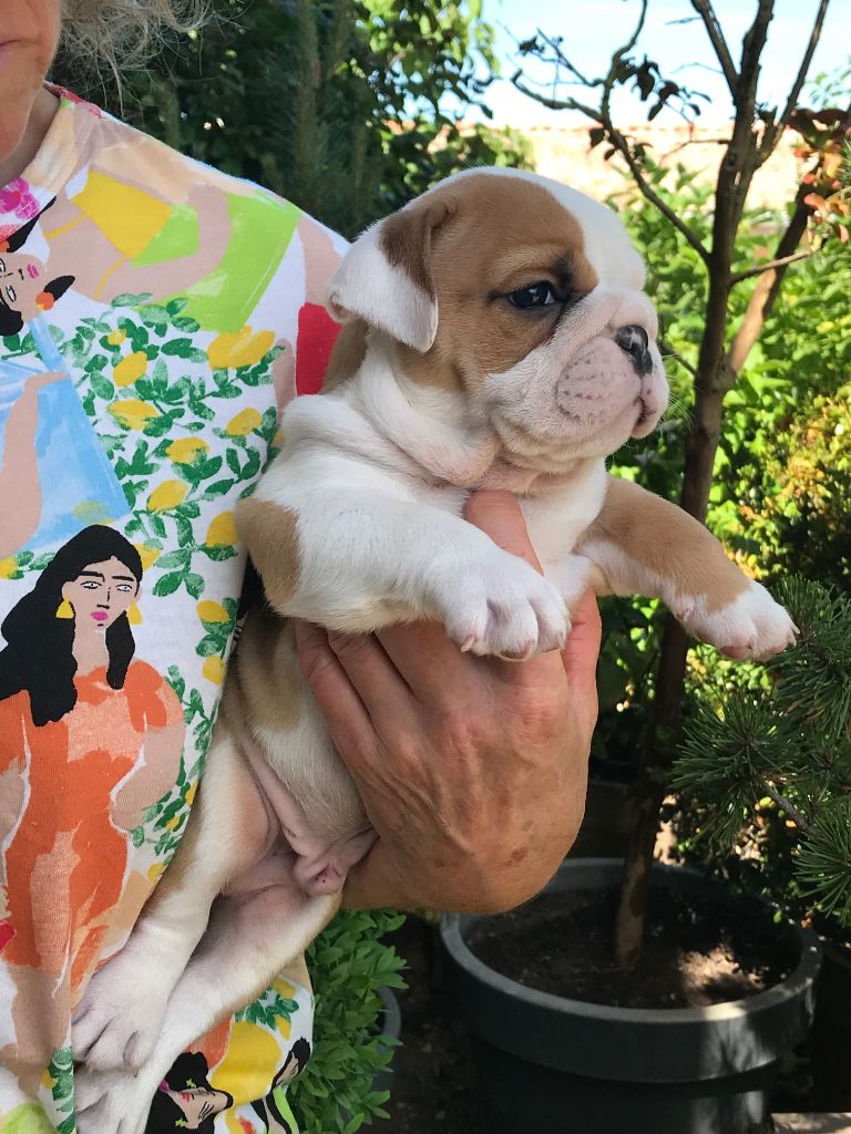 De planchevienne - Chiots disponibles - Bulldog Anglais